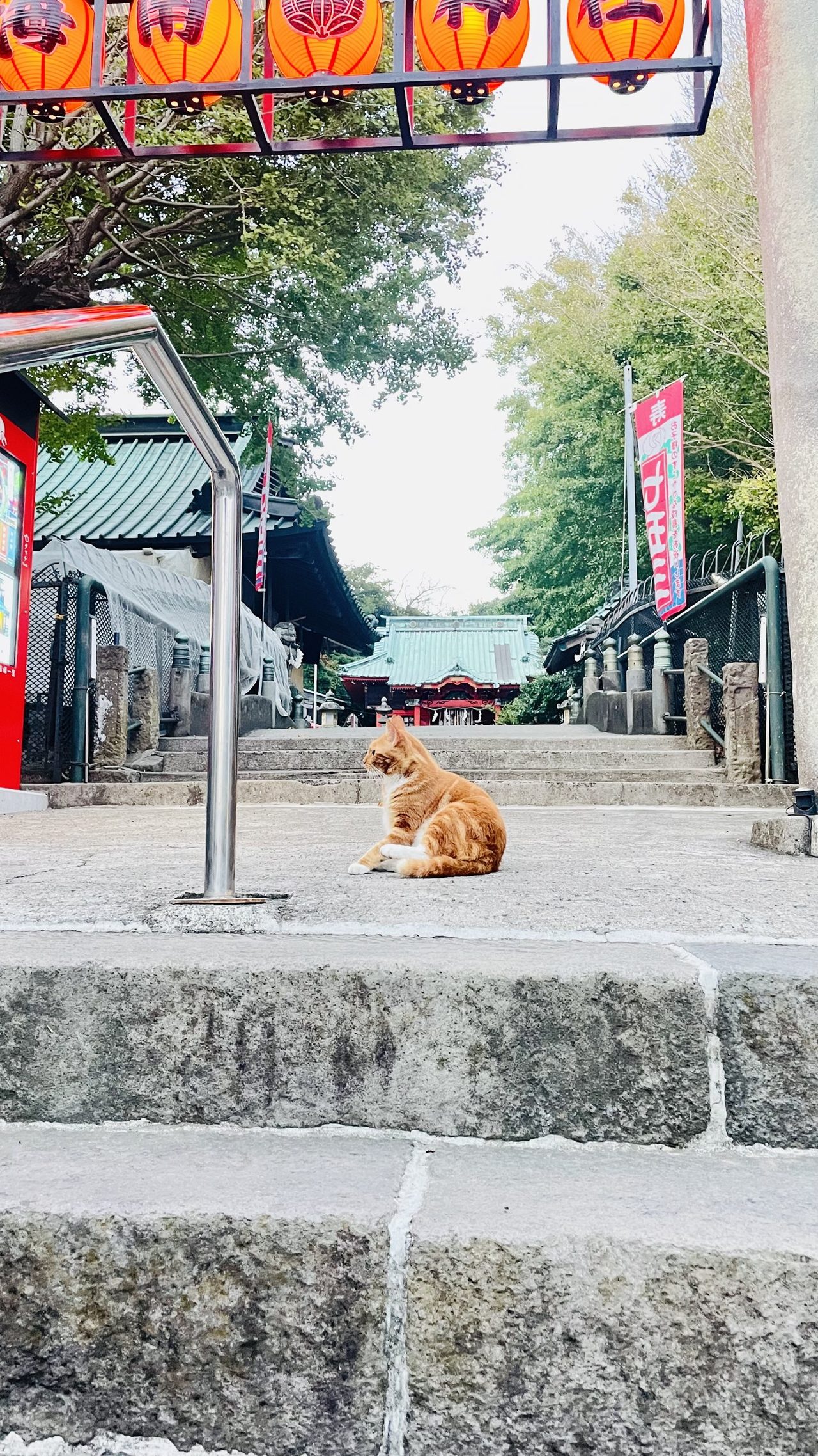 石段の猫